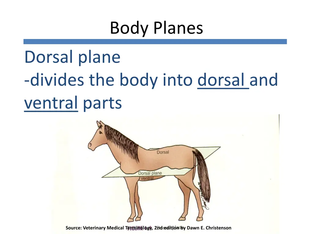 body planes 3