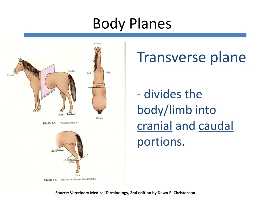 body planes 4