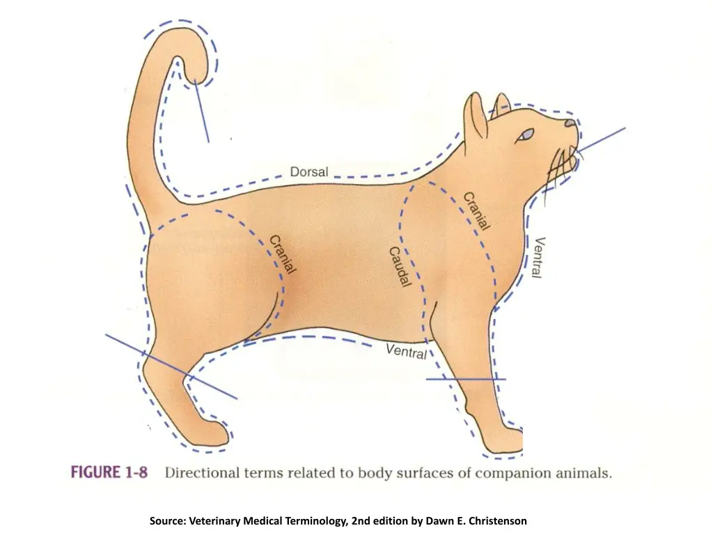 source veterinary medical terminology 2nd edition 3