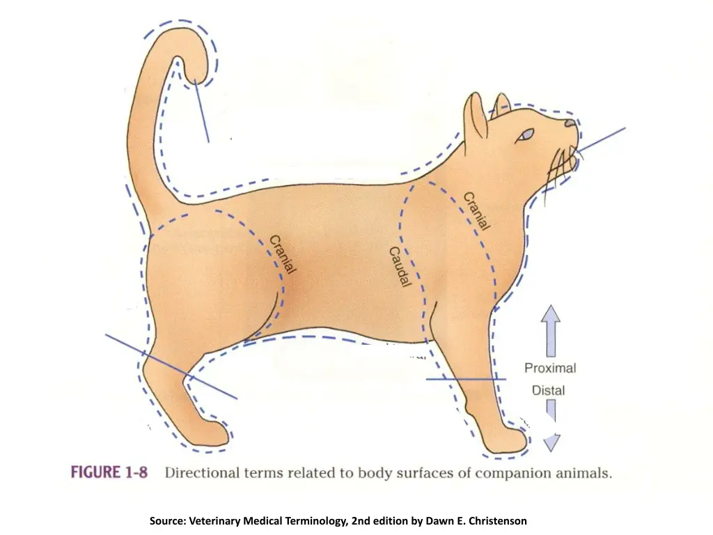 source veterinary medical terminology 2nd edition 4