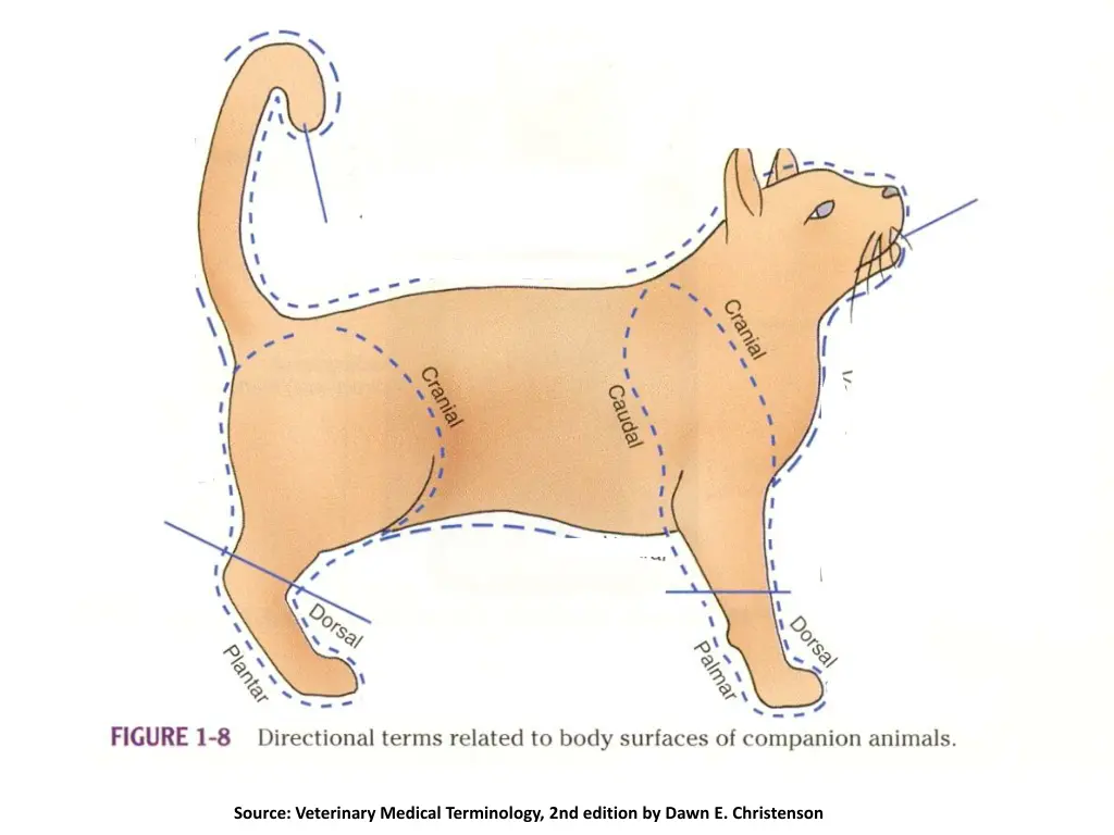 source veterinary medical terminology 2nd edition 6