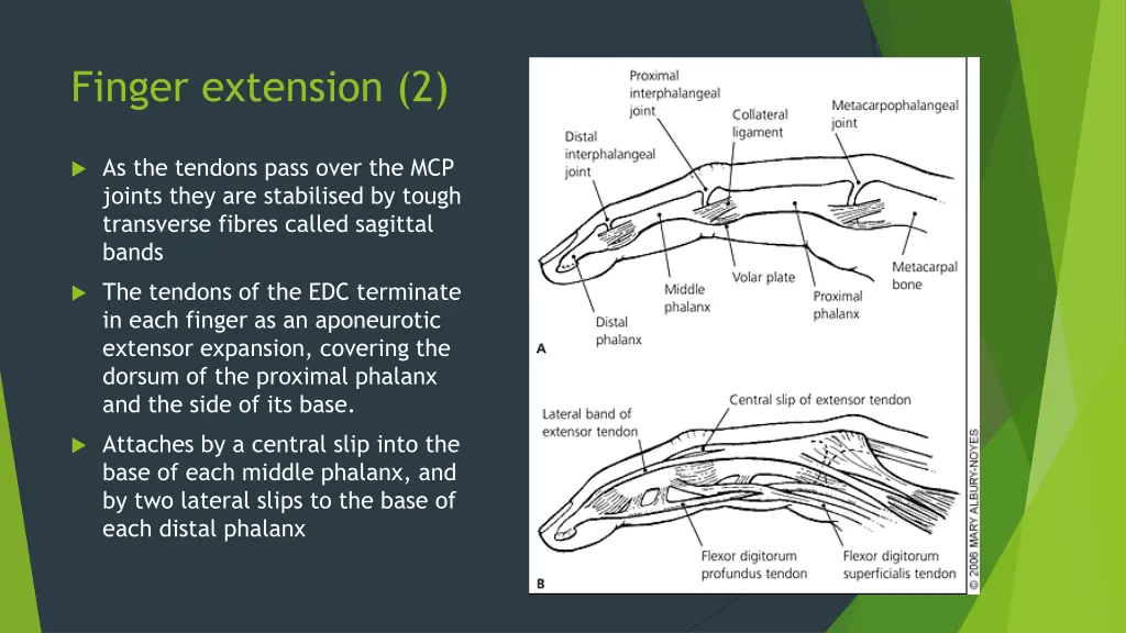 finger extension 2