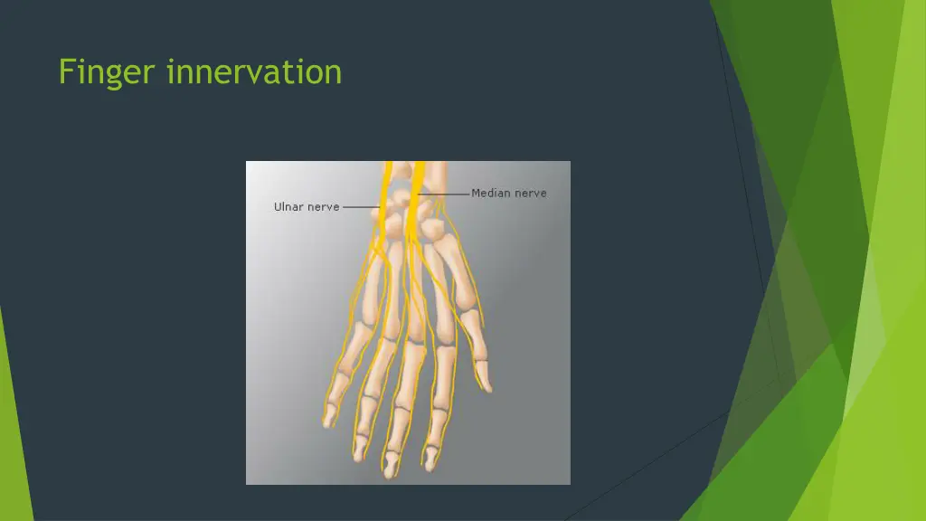 finger innervation