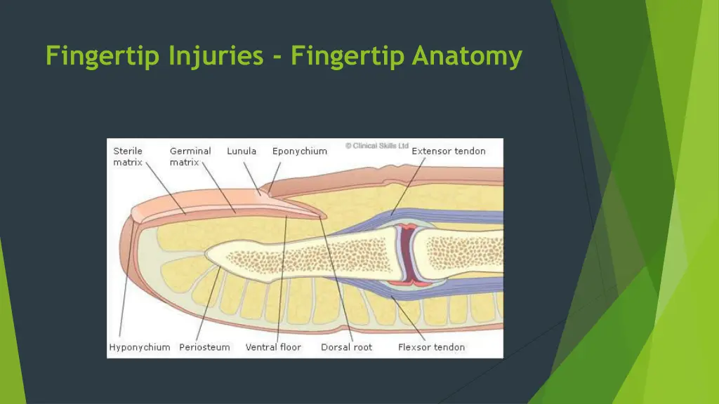 fingertip injuries fingertip anatomy