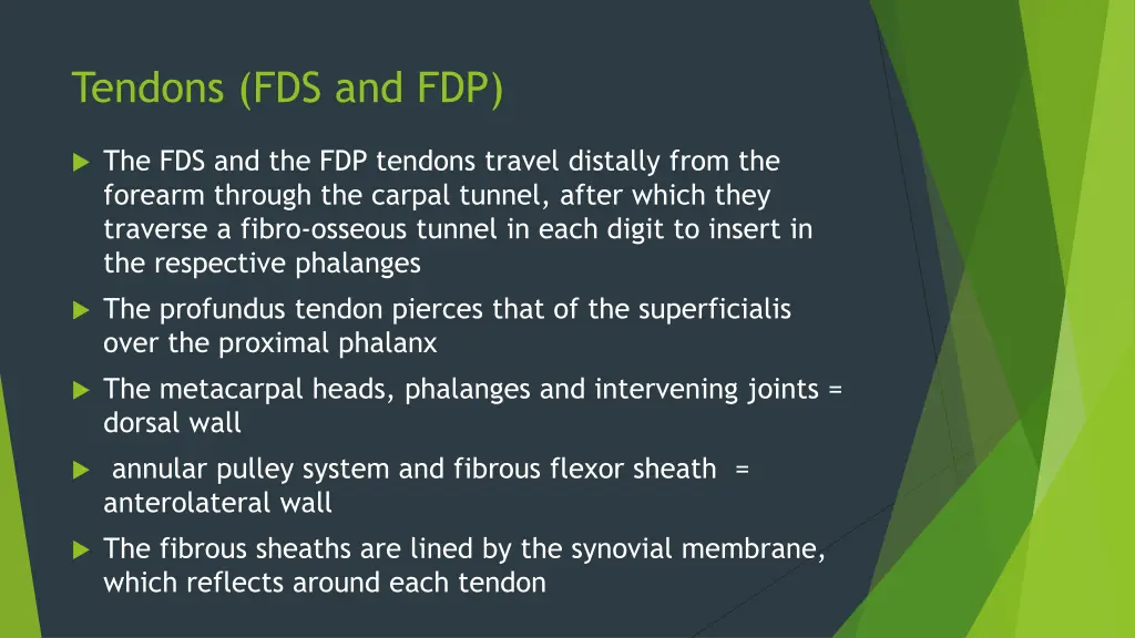 tendons fds and fdp