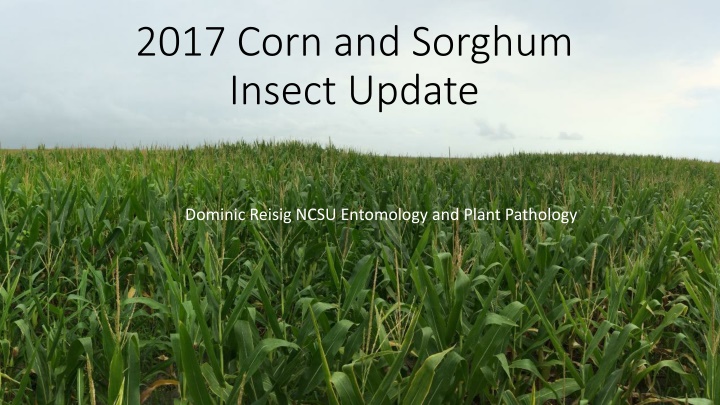 2017 corn and sorghum insect update