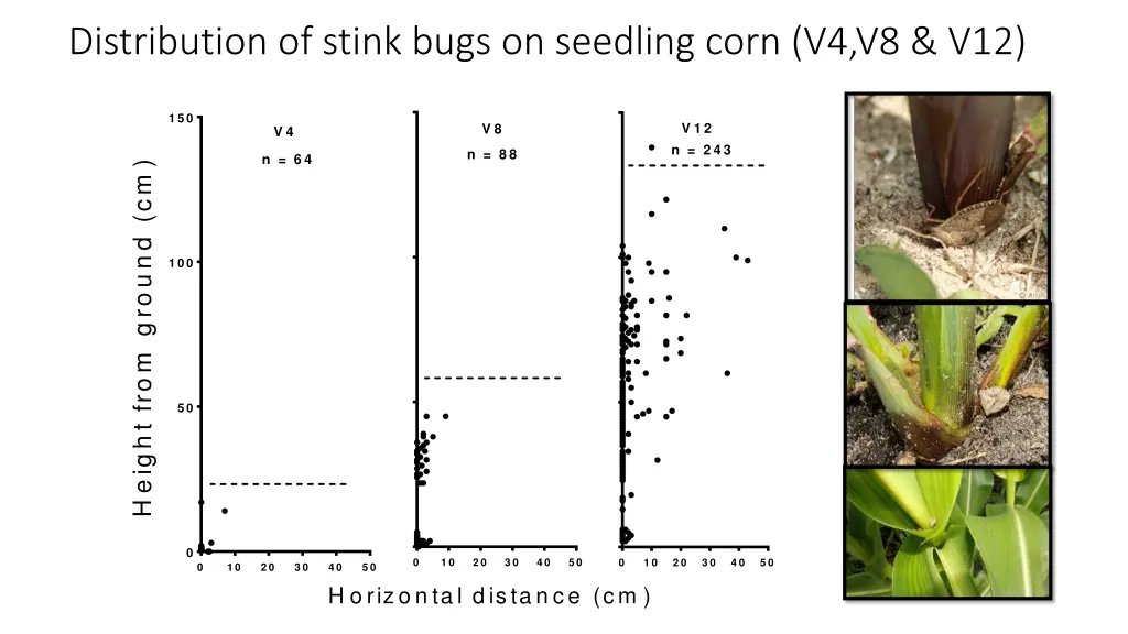 distribution of stink bugs on seedling corn