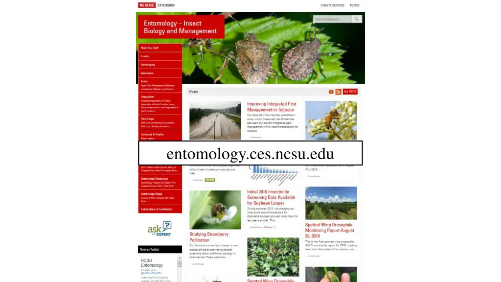entomology ces ncsu edu