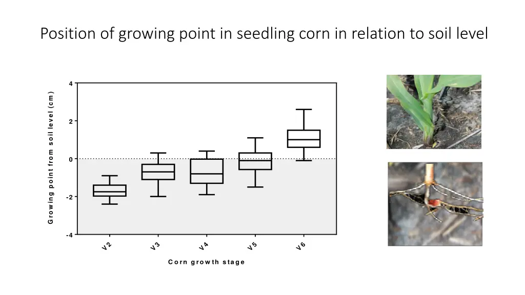 position of growing point in seedling corn