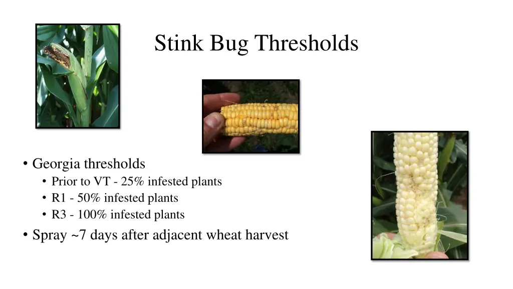 stink bug thresholds