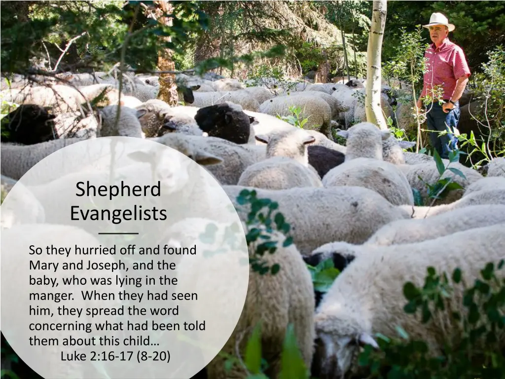 shepherd evangelists