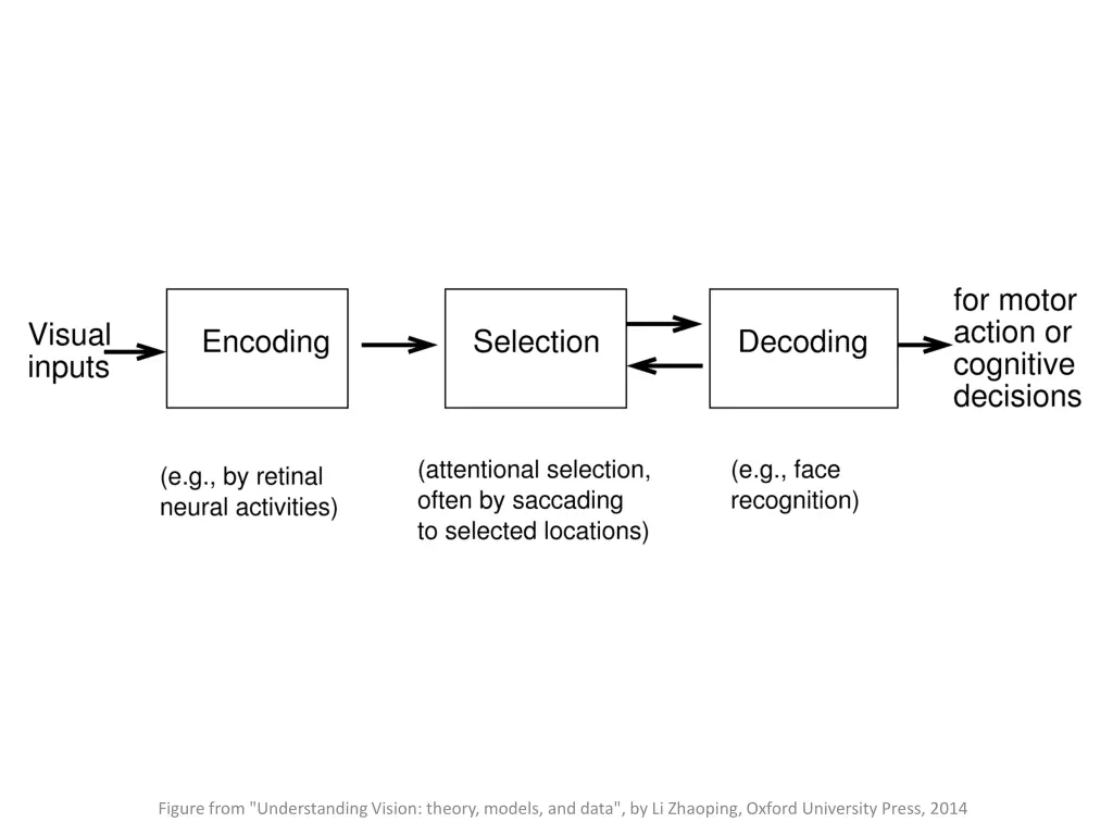 figure from understanding vision theory models 4