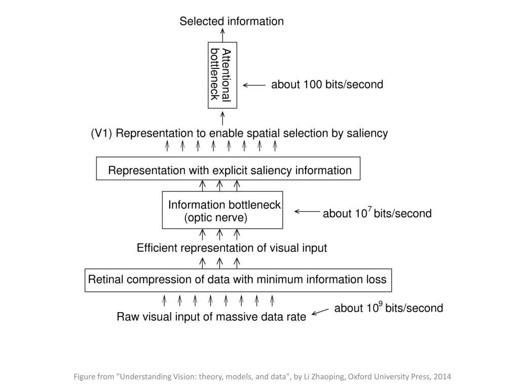 figure from understanding vision theory models 6