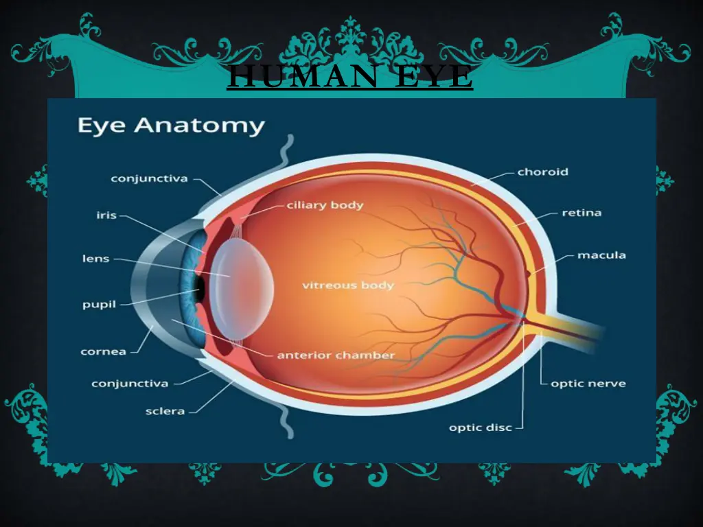 human eye 4