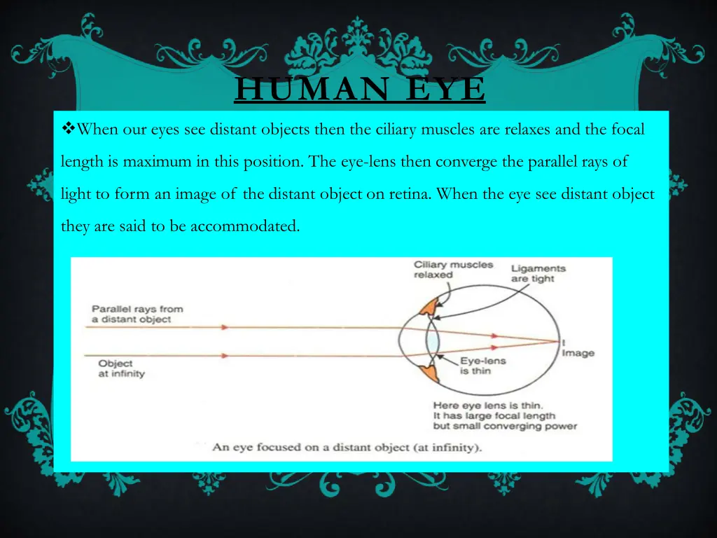 human eye 6