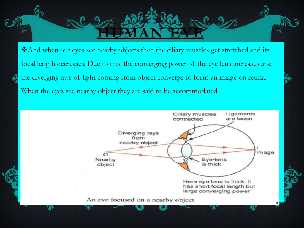 human eye 8