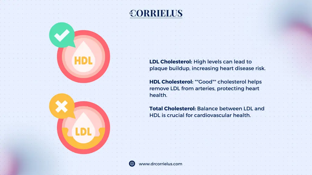 ldl cholesterol high levels can lead to plaque