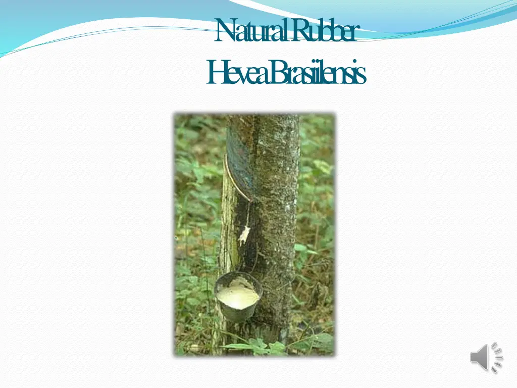 naturalrubber heveabrasiilensis