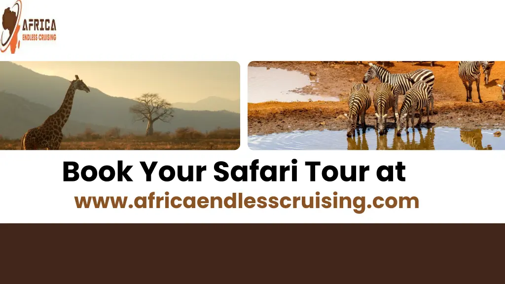 book your safari tour