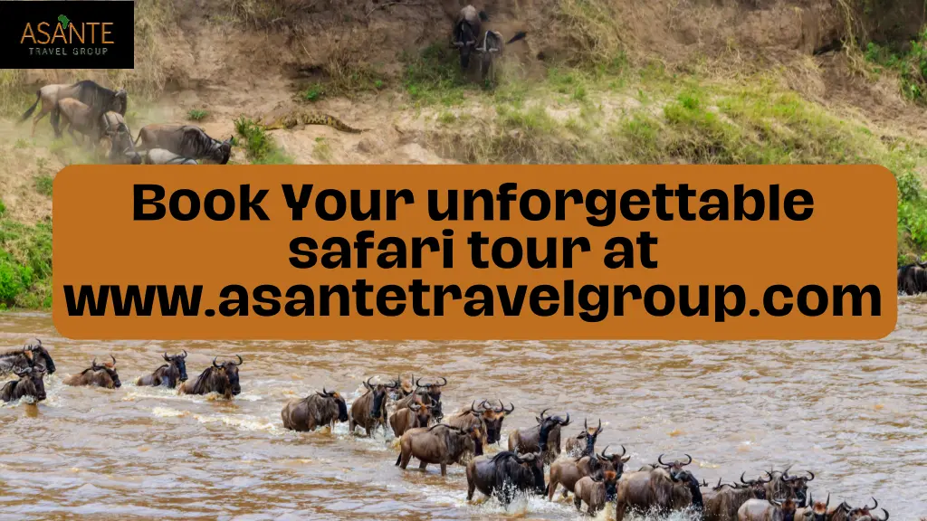 book your unforgettable safari tour