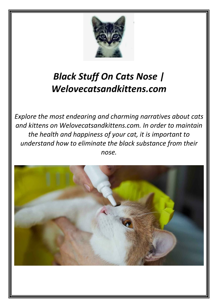 black stuff on cats nose welovecatsandkittens com