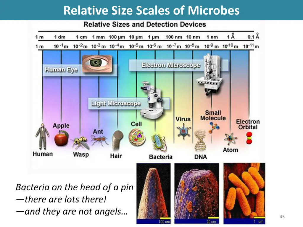 relative size scales of microbes