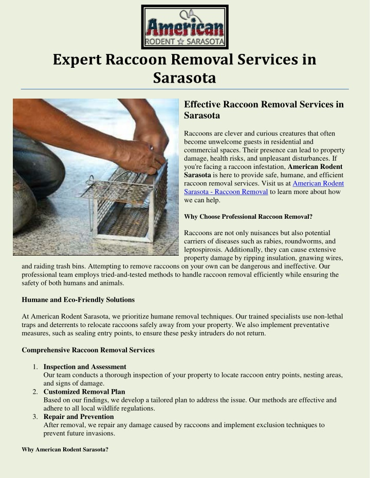 expert raccoon removal services in sarasota