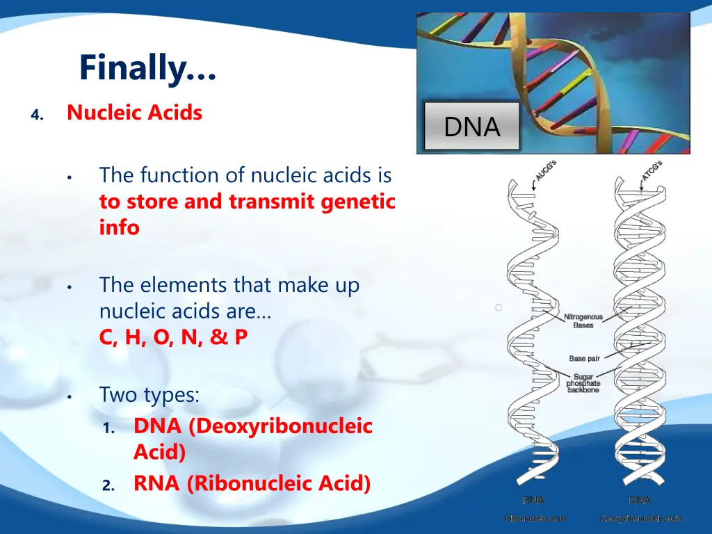 finally nucleic acids