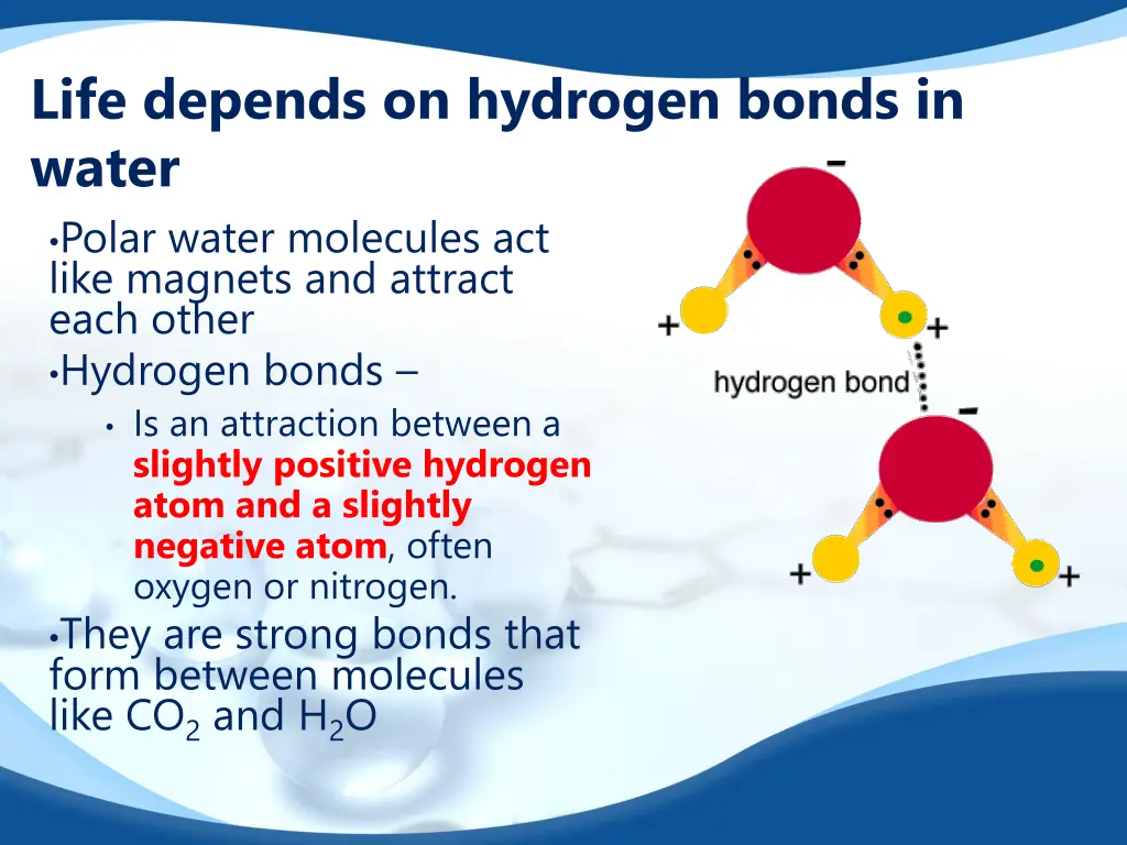 life depends on hydrogen bonds in water polar