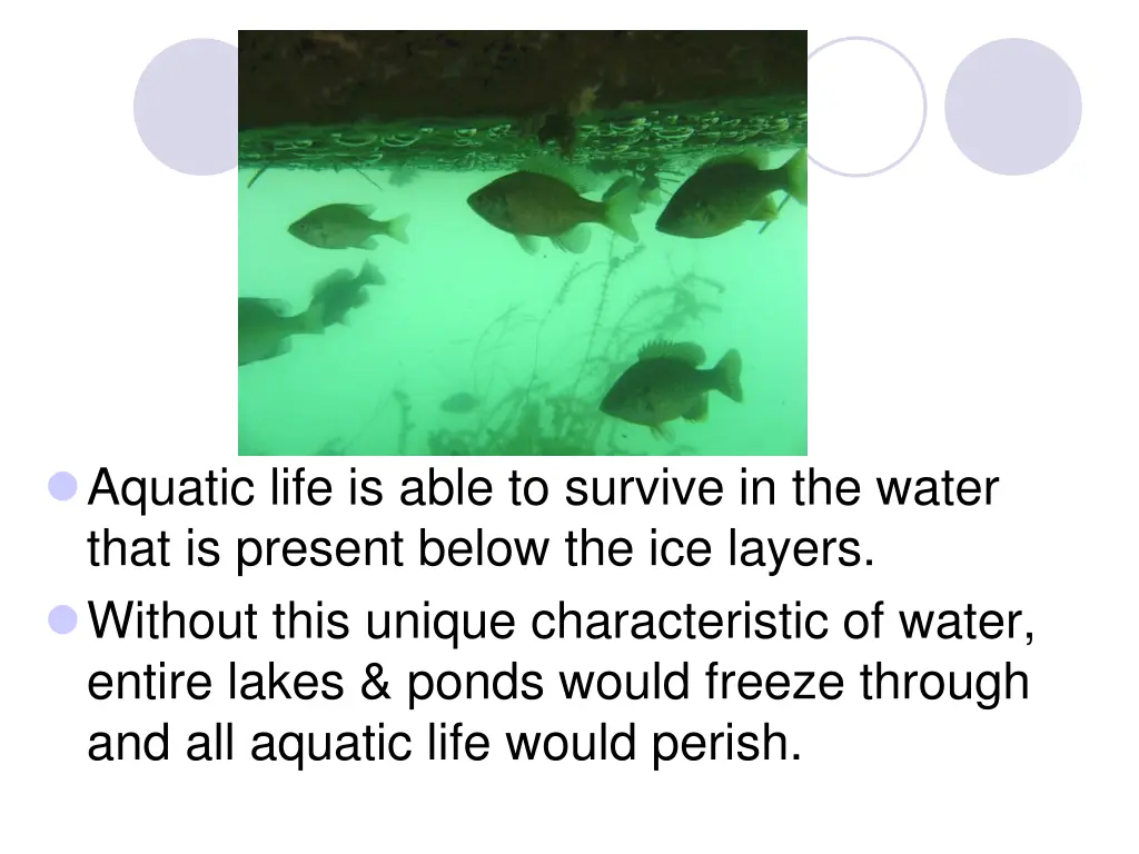 aquatic life is able to survive in the water that