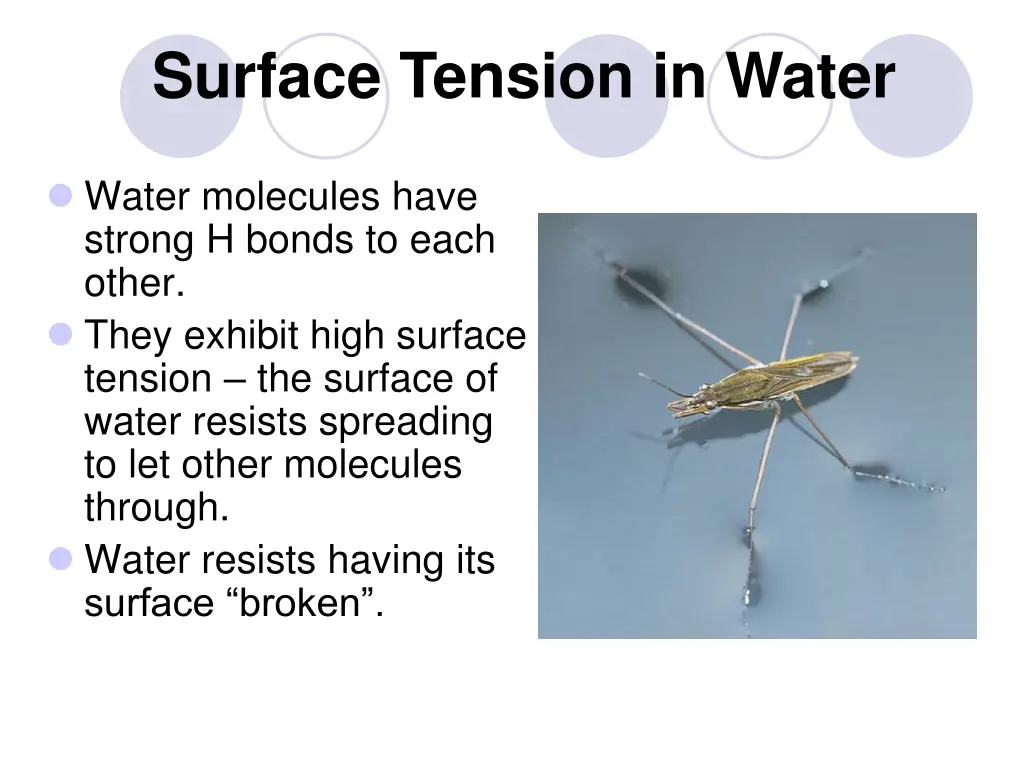 surface tension in water