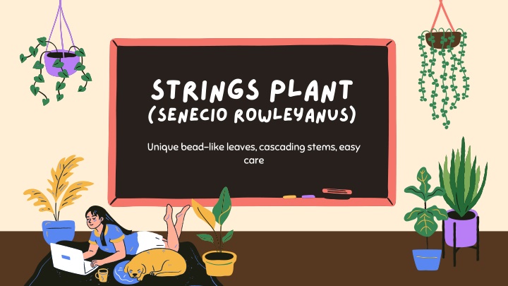 strings plant senecio rowleyanus