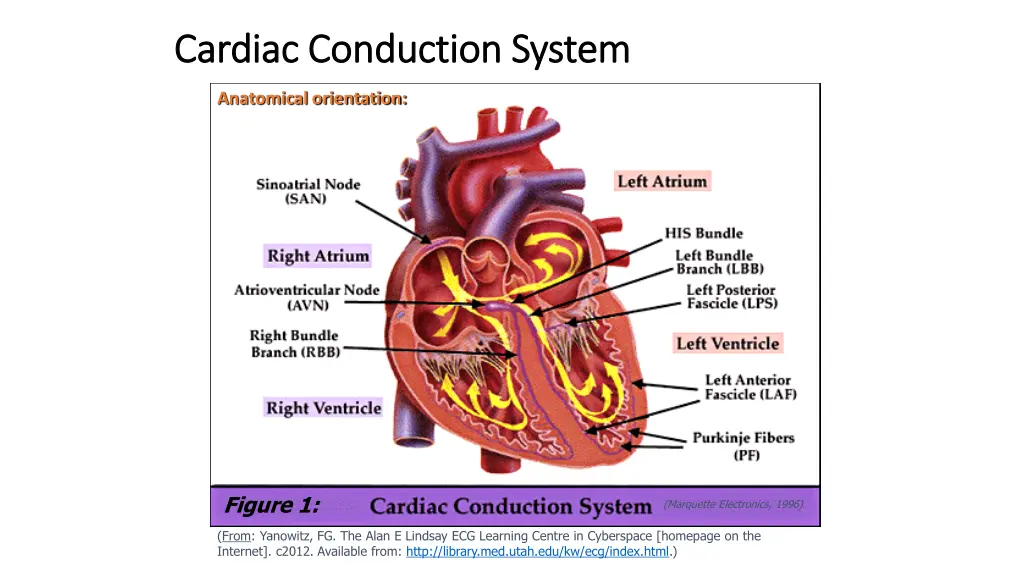 cardiac conduction system cardiac conduction