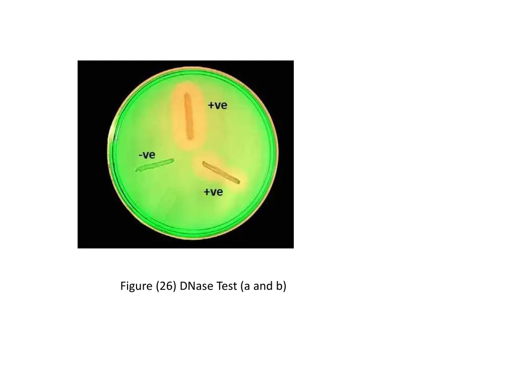 figure 26 dnase test a and b