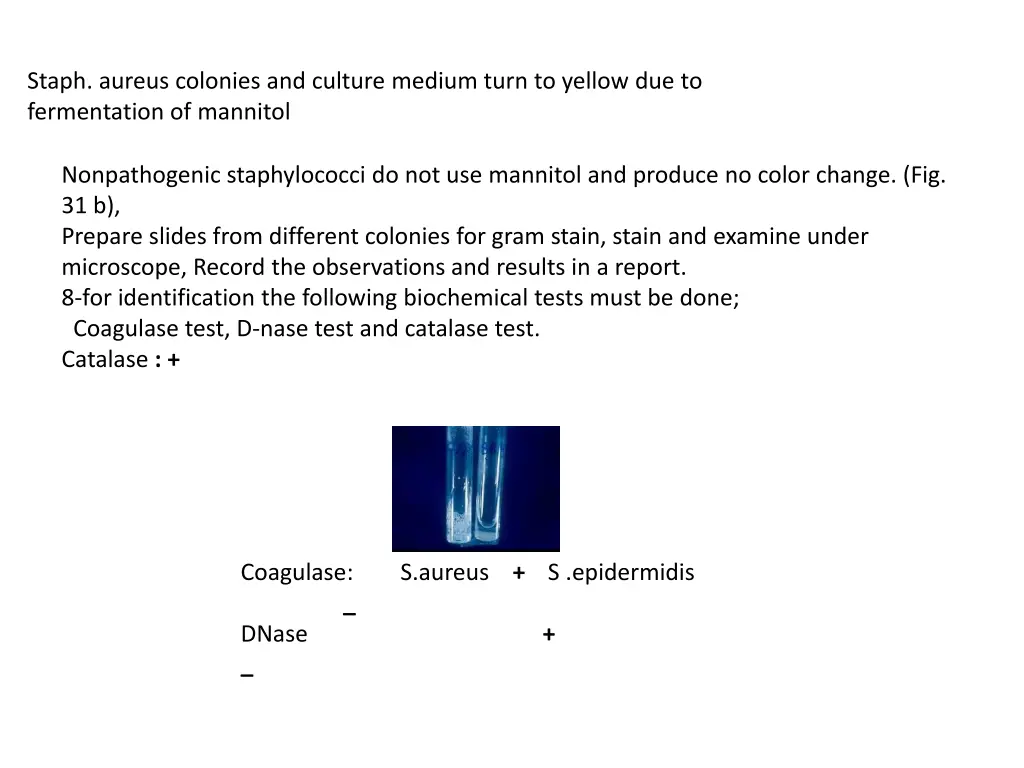 staph aureus colonies and culture medium turn