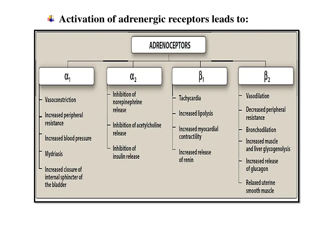 activation of adrenergic receptors leads to