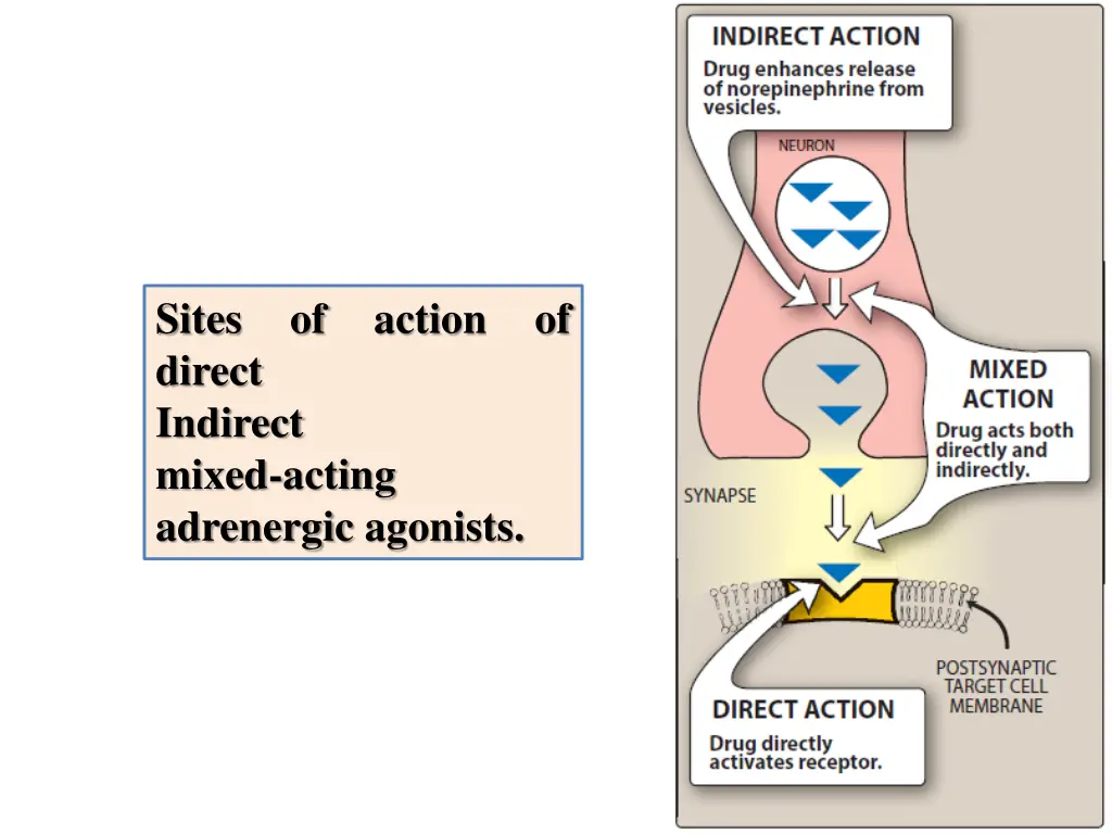 sites direct indirect mixed acting adrenergic
