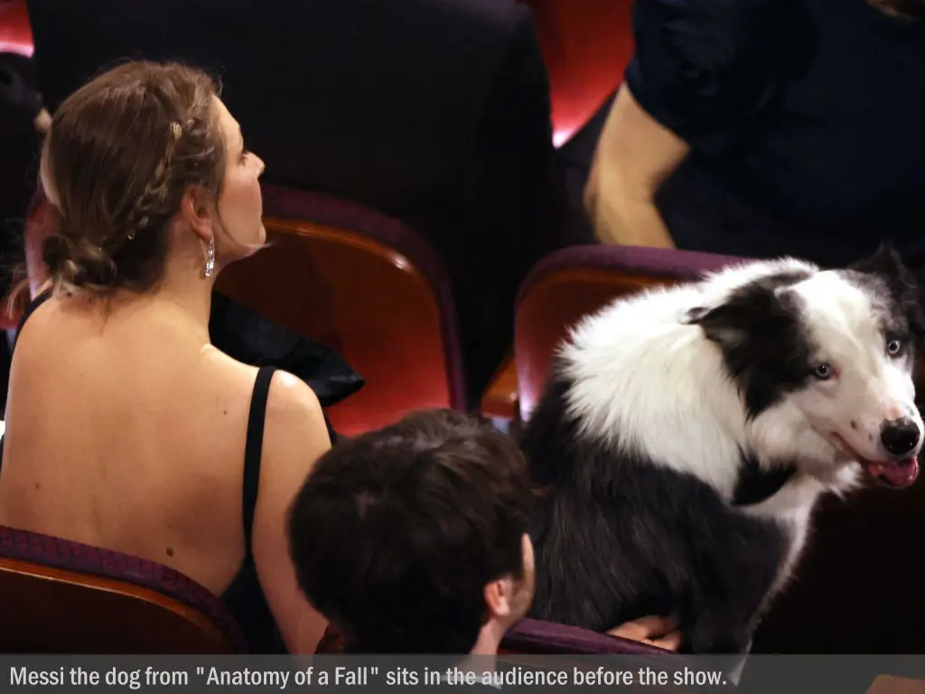 messi the dog from anatomy of a fall sits