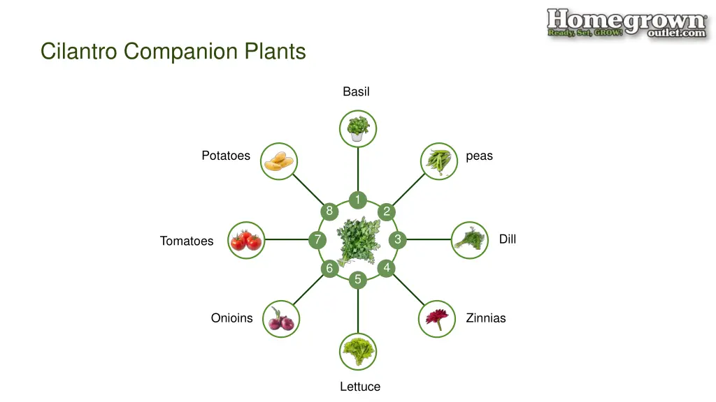 cilantro companion plants