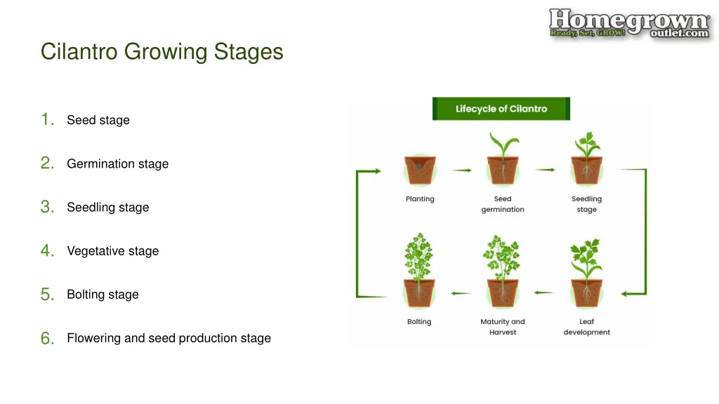 cilantro growing stages