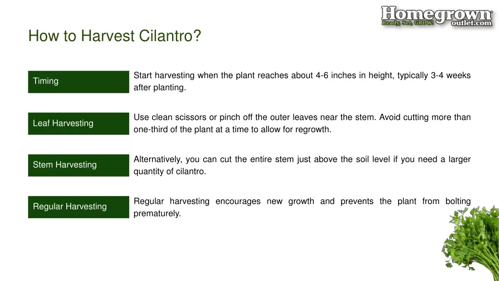 how to harvest cilantro