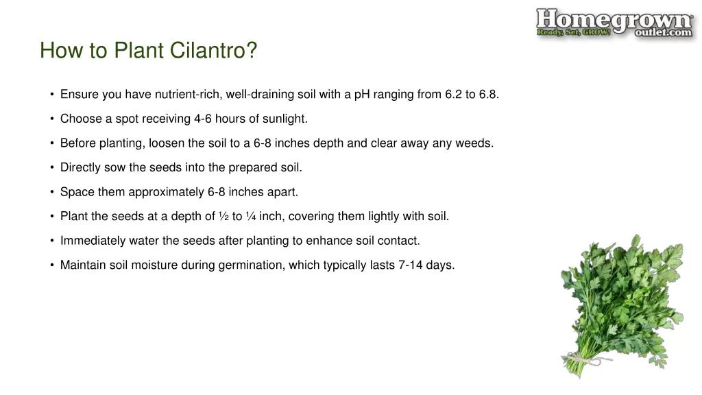 how to plant cilantro