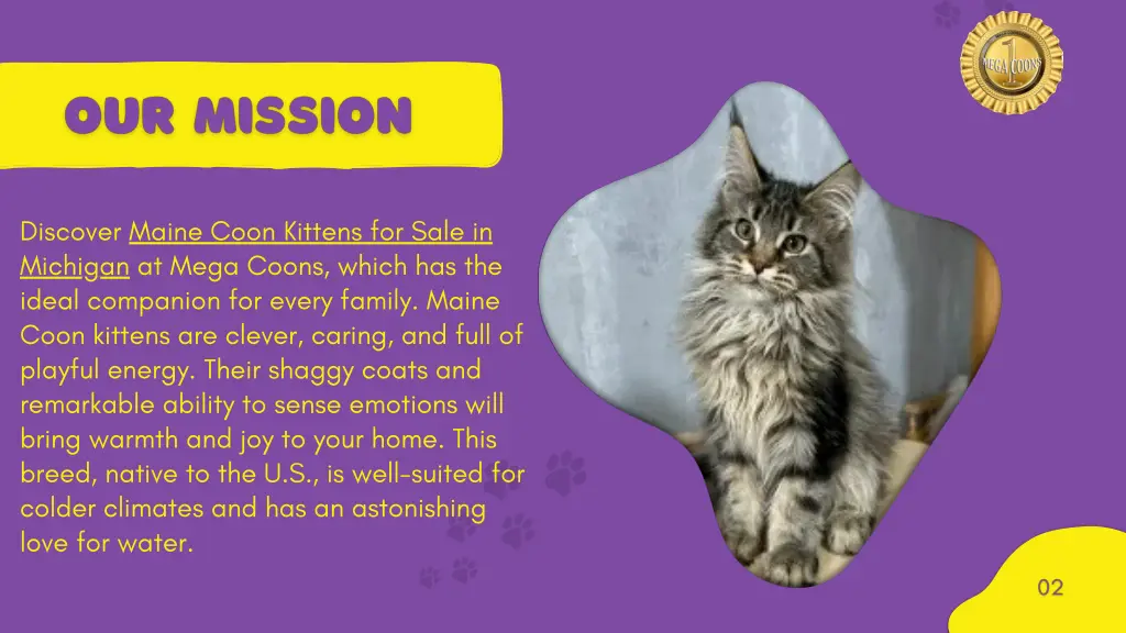 discover maine coon kittens for sale in michigan