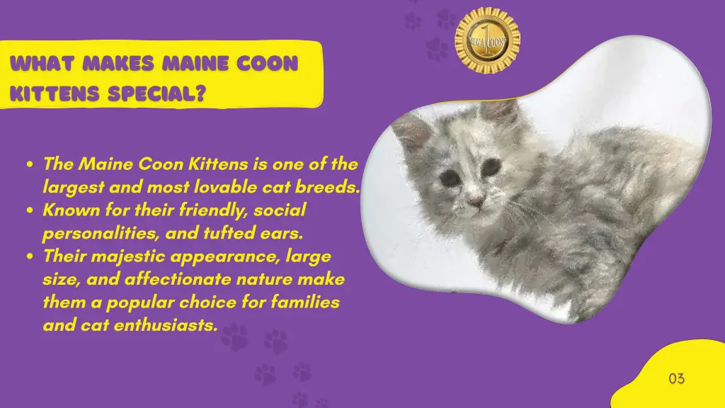 the maine coon kittens is one of the largest