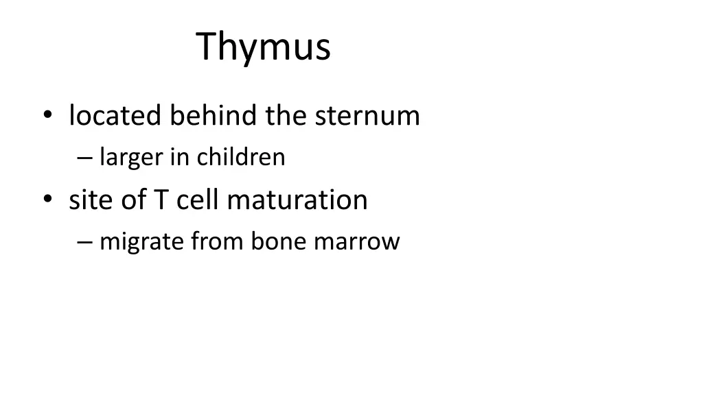 thymus