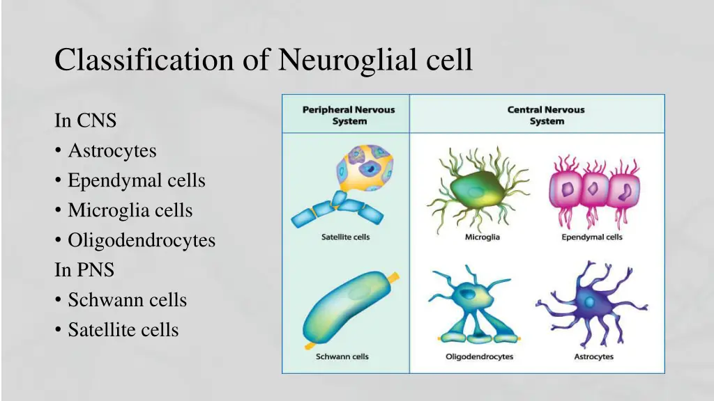 classification of neuroglial cell