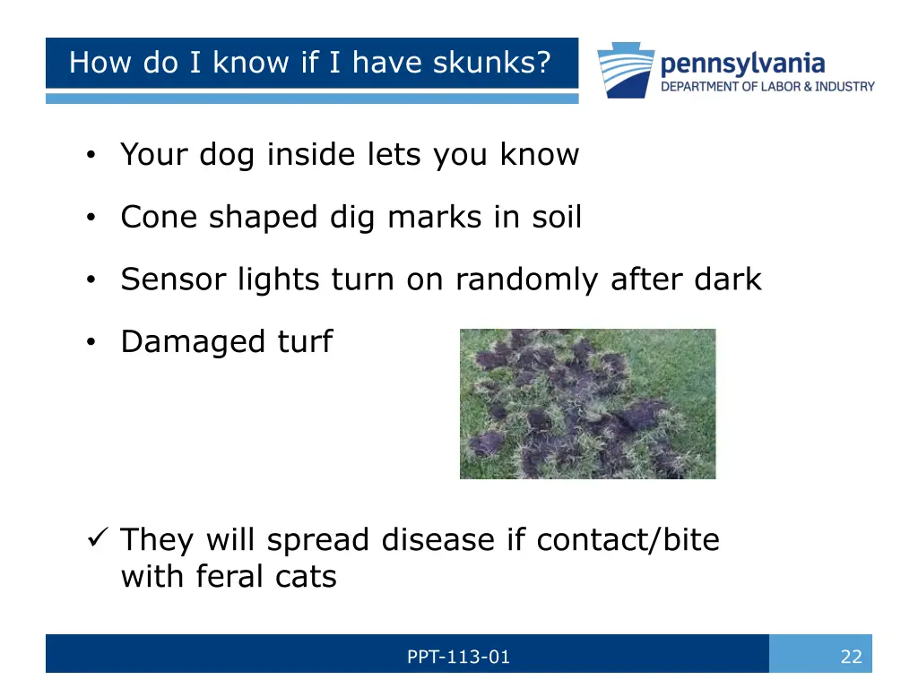 how do i know if i have skunks