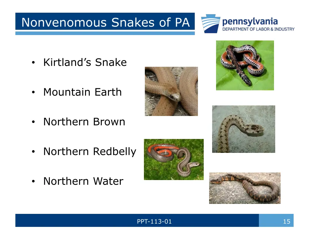 nonvenomous snakes of pa 2