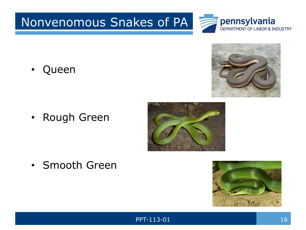 nonvenomous snakes of pa 3