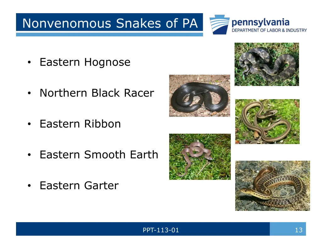 nonvenomous snakes of pa